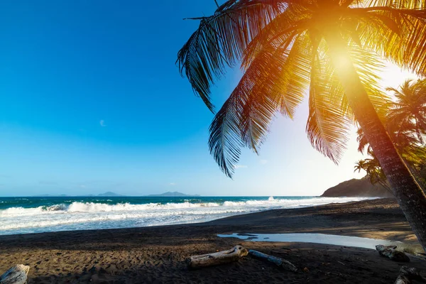Palmové stromy a tmavý písek na pláži Grande Anse při západu slunce — Stock fotografie