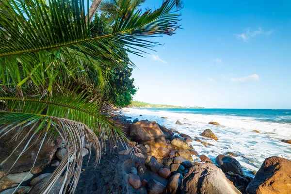 Rocks and palms in Grande Anse in Guadeloupe — Stock Photo, Image
