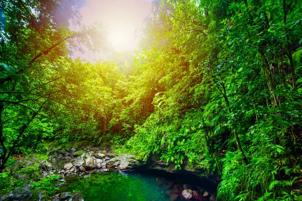 Basse Terre ormanda Bassin Paradise şelale