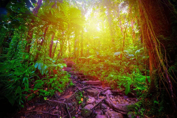 Paso y raíces en la selva Basse Terre en Guadalupe —  Fotos de Stock