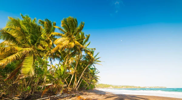 Palmy v Grande Anse beach v Guadeloupe — Stock fotografie