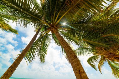 Guadeloupe bulutlu bir gökyüzü altında Palmiye ağaçları