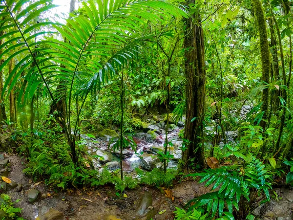 Grüne Pflanzen im basse terre Dschungel — Stockfoto