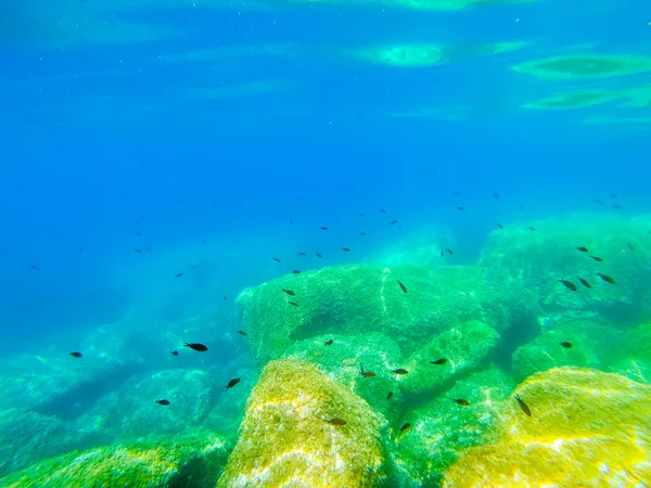 Peixe em Alghero mar azul-turquesa — Fotografia de Stock