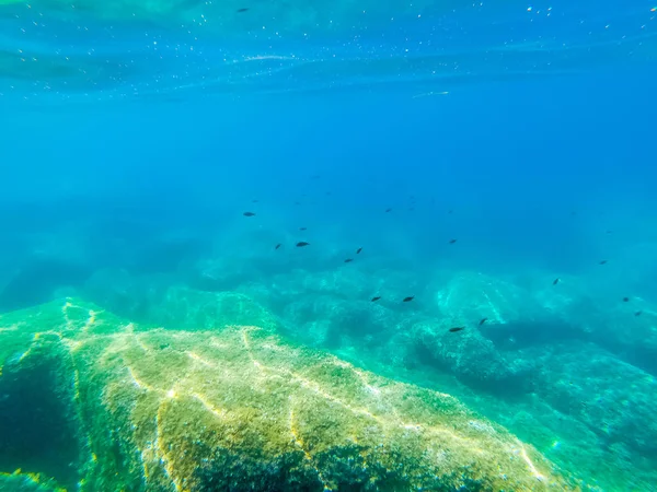 Peixe escuro e mar azul na costa de Alghero — Fotografia de Stock