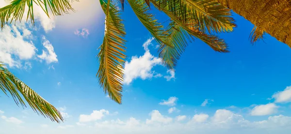 Palm trees under a blue sky in Guadeloupe — Stock Photo, Image