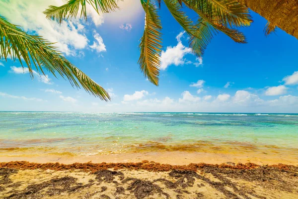 Palm bomen en turkoois water op Guadeloupe — Stockfoto