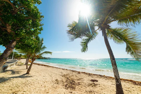 Guadeloupe Kuru Üzüm Clairs plaj — Stok fotoğraf