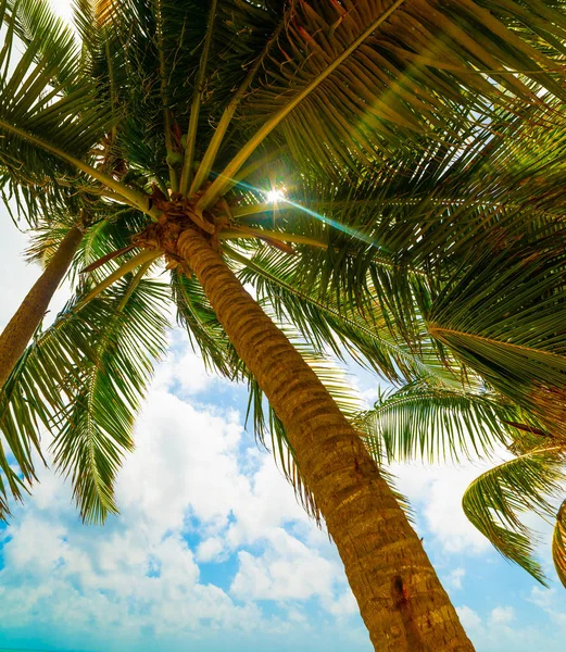 Kokospalme unter bewölktem Himmel in Guadeloupe — Stockfoto