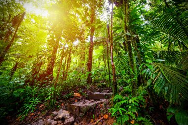 Guadeloupe Basse Terre ormanda Taş adımlar