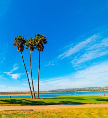 Mission Bay'de üç palmiye ağacı