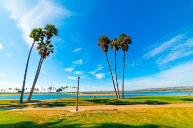 Mission Bay palmiye ağaçlarında