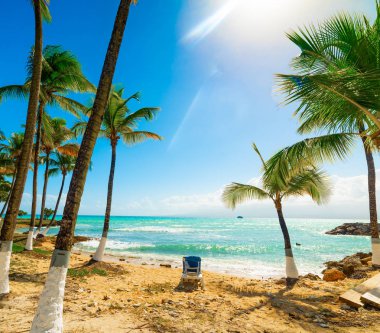 Guadeloupe'de palmiyeler ve plaj sandalyesi