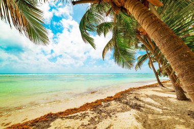 Guadeloupe Bois Jolan plajda Palmiye ağaçları