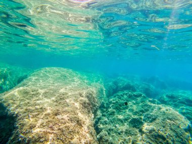 Sardunya berrak su sualtı görünümü