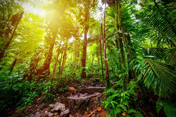 Stone steps in Basse Terre jungle in Guadeloupe — Stock Photo, Image