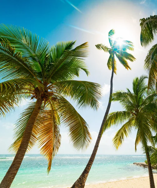Palms in La Caravelle beach in Guadeloupe — Stock Photo, Image