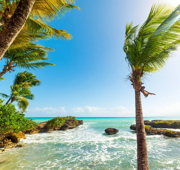 Guadeloupe Bas du Fort plajda Palmiye ağaçları — Stok fotoğraf