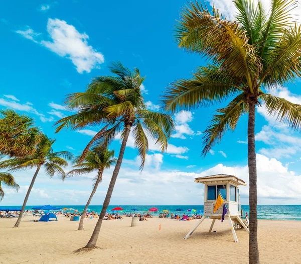 Golden sand and coconut palm trees in Fort Lauderdale shore