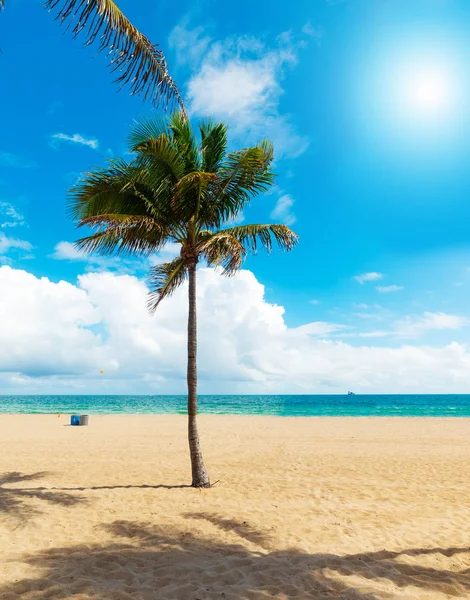 Palma i Złoty piasek na brzegu fortu Lauderdale — Zdjęcie stockowe