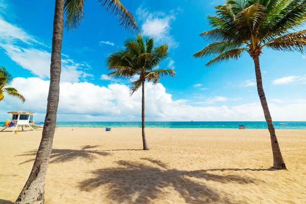 Palm bomen en goudkleurig zand in Fort Lauderdale Shore — Stockfoto