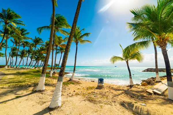 Palmy i Krzesło plażowe na Gwadelupie — Zdjęcie stockowe