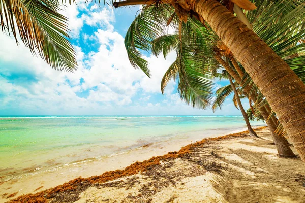 Palmträd i Bois jolan Beach på Guadeloupe — Stockfoto