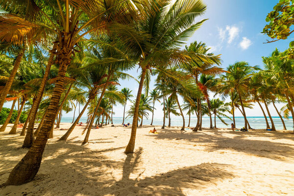 Palms and sand in Bois Jolan beach in Guadeloupe