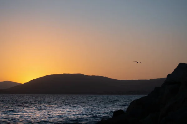 Seagull Flying Alghero Shore Sunset Sardinia Italy — Stock Photo, Image