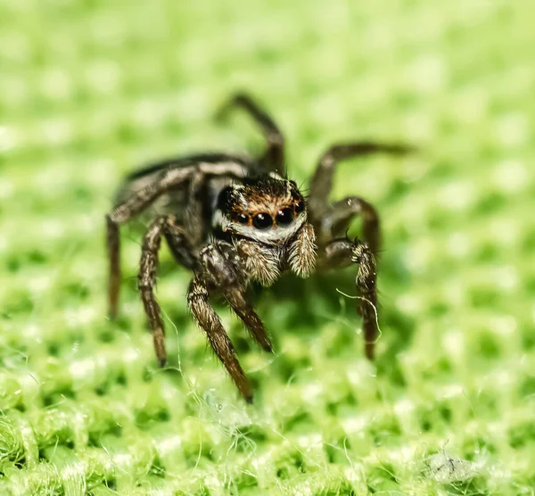 Extreme Nahaufnahme Einer Springenden Spinne Von Vorne — Stockfoto