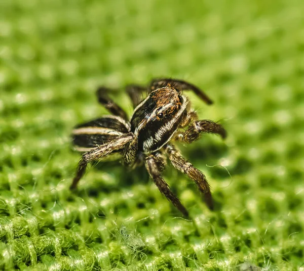 Araignée Sauteuse Sur Oreiller Vert Extrême Gros Plan — Photo