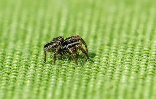 Extreme Nahaufnahme Einer Springenden Spinne Von Der Seite — Stockfoto