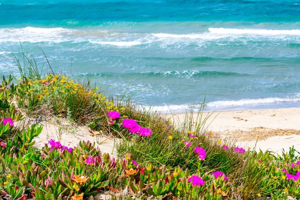 Flores Cor Rosa Mar Azul Praia Platamona Sardenha Itália — Fotografia de Stock