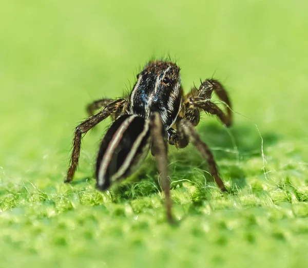Extreme Close Jumping Spider Seen — Stock Photo, Image