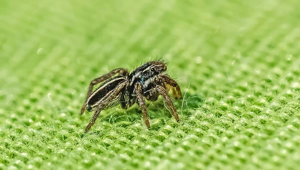 Gros Plan Une Araignée Sauteuse Sur Oreiller Vert — Photo