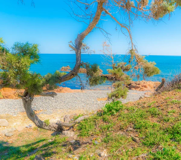 Vegetation Och Småsten Baccu Praidas Stranden Våren Sardinien Italien — Stockfoto