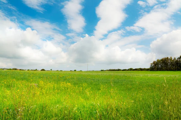 Prado Verde Sob Céu Nublado Primavera Sardenha Itália — Fotografia de Stock