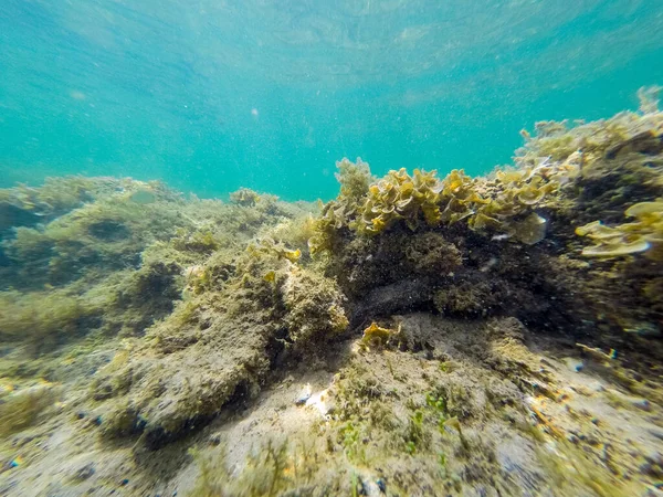 Onderwater Zicht Zeewier Alghero Kust Sardinië Italië — Stockfoto