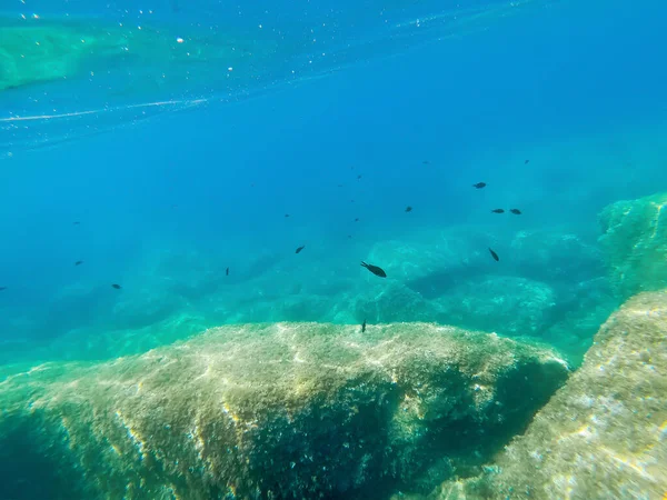 Ψάρια Στη Βραχώδη Ακτή Αλγκέρο Καλοκαίρι Σαρδηνία Ιταλία — Φωτογραφία Αρχείου