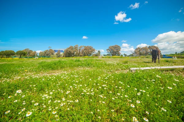 Hästar Ett Grönt Fält Våren Sardinien Italien — Stockfoto