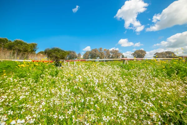 春に緑色の野に白い花を咲かせます サルデーニャ イタリア — ストック写真