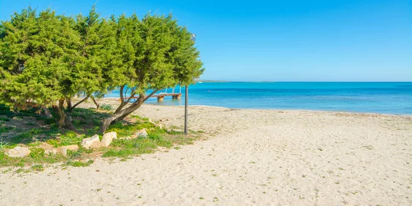 斯廷蒂诺海岸海边的松树 意大利 撒丁岛 — 图库照片