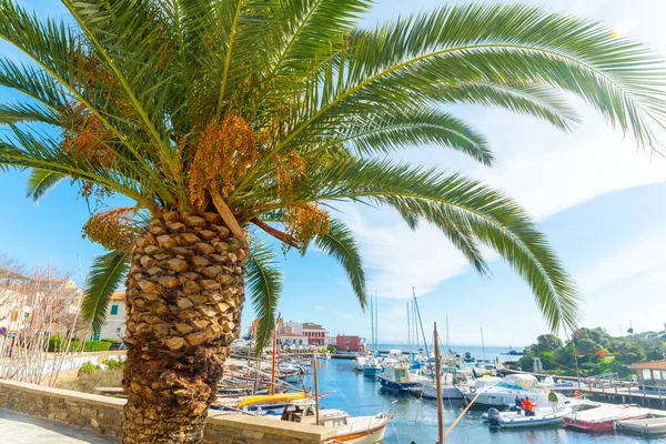 スティンティノ港のヤシの木とボート サルデーニャ イタリア — ストック写真