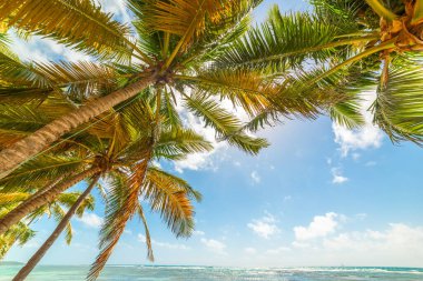 Guadeloupe 'daki Bois Jolan plajında, deniz kenarındaki palmiye ağaçları. Daha Küçük Antiller, Karayip Denizi