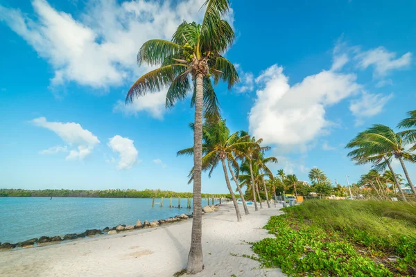 Playa Tropical Florida Keys Estados Unidos — Foto de Stock