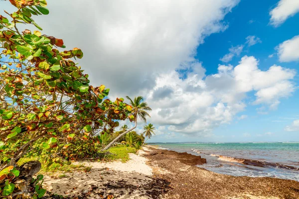 Autre Bord Strand Felhős Alatt Guadeloupe Karib Tenger — Stock Fotó