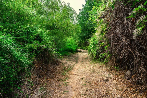 Caminho Floresta Burgos Dia Nublado Sardenha Itália — Fotografia de Stock