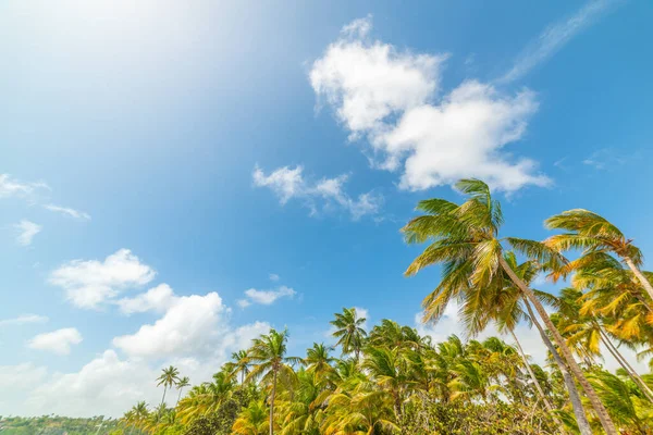 Kokosové Palmy Pod Modrou Oblohou Mraky Guadeloupu Francouzské Západní Indie — Stock fotografie