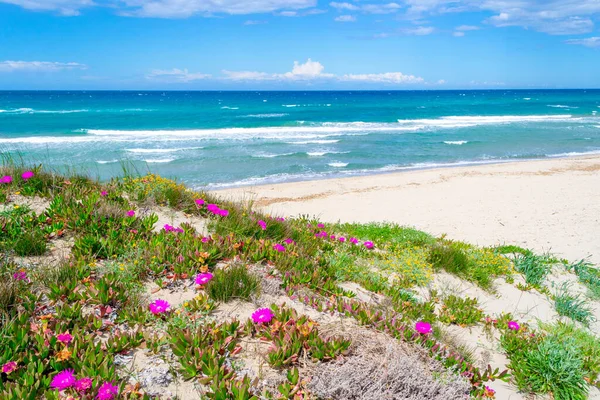 普拉塔莫纳海滩上的白色沙滩和花朵 意大利 撒丁岛 — 图库照片