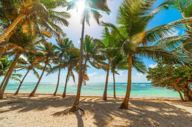 Guadeloupe 'daki Bois Jolan plajında Hindistan cevizi palmiyeleri, Fransız Batı Hint Adaları. Guadeloupe, Karayip Denizi 'ndeki Küçük Antiller' in bir parçasıdır.